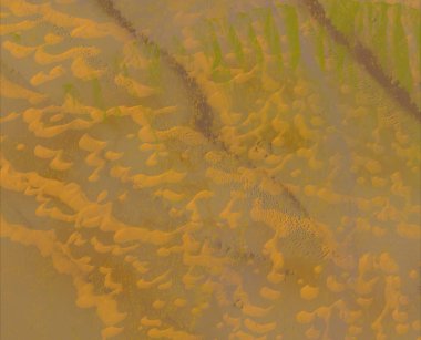 Sahilde yeşil yapraklar