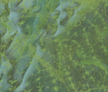 Ormanda yeşil yapraklar