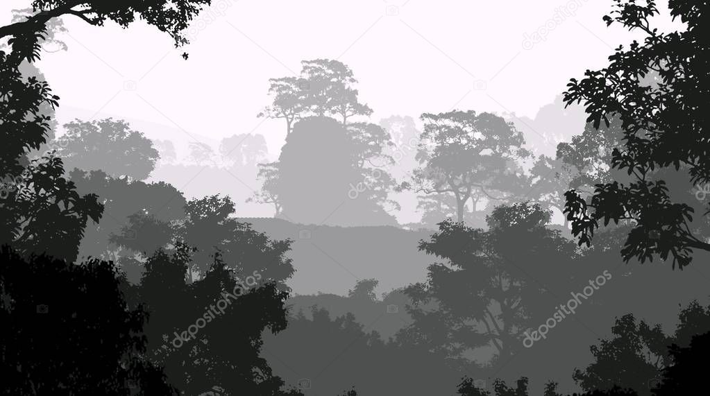 Nature background with trees in fog and forest haze.