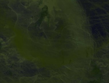 Ormanda yeşil çimenler