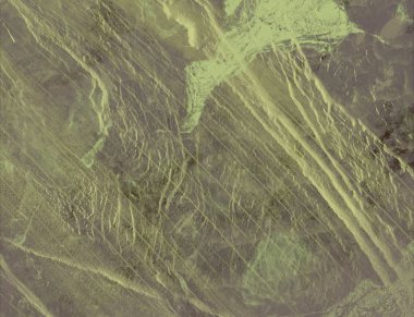 Ormanda yeşil yapraklar