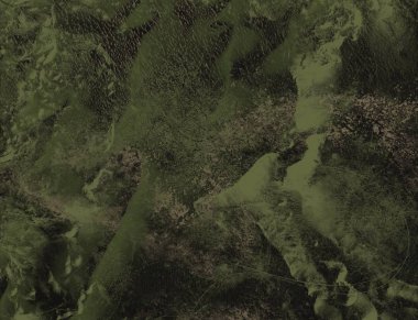 Ormanda yeşil yapraklar