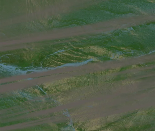 Ormanda yeşil çimenler