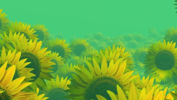 Abstract Footage Sunflowers Background — Stock Video