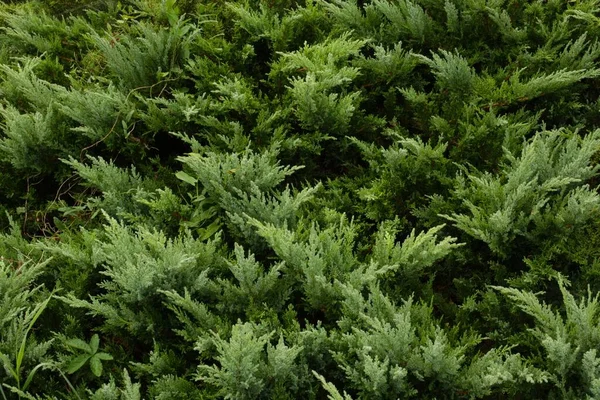 Alberi Verdi Nel Parco Concetto Natura — Foto Stock