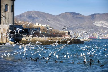 Oh, bu her yerde martı