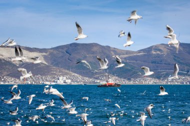 Çimento Bay deniz manzarası