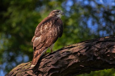 Kırmızı kuyruklu şahin dalda