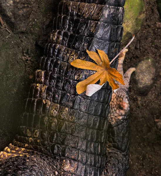 Primo Piano Una Foglia Gialla Coccodrillo Alligatore Proprio Come Foglie — Foto Stock