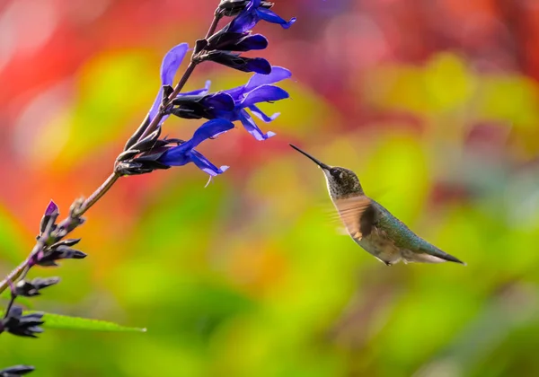 Juvenil Ruby Vitstrupig Hummingbird Livnär Sig Blomma — Stockfoto