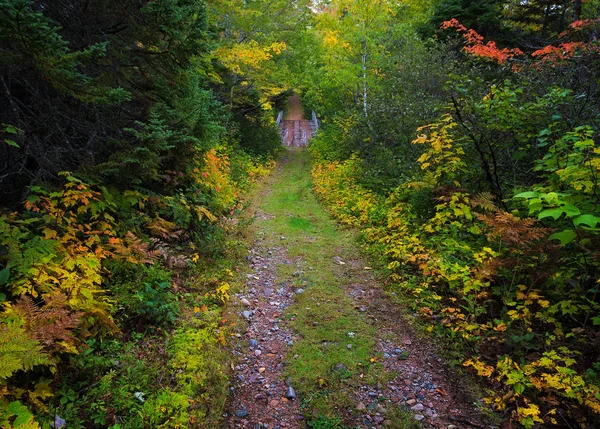 A trail through a woodland leading to a woden bridge in picturesque Nova Scotia in autumn