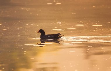 Ortak bir Moorhen altın sabah ışık Kolkata, Hindistan bir gölde yüzüyor