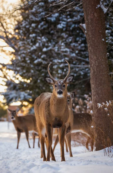 Face to face with a herd of white-tailed deer on a winter evening on a trail in Southern Ontario