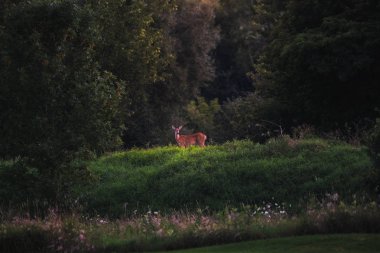 Bir beyaz geyik standları bir ormanlık alanda bir golf sahası sadece gün batımından önce hafif ışıkta büyülü seyir kuyruklu