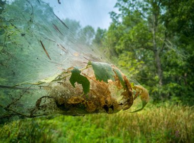 An isolated webworm or eatern tent caterpillar web in the forest in late summer clipart