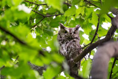 An Eastern Screech-owl on a maple tree in a Toronto parl. Two owlets sit beside it hidden from view clipart