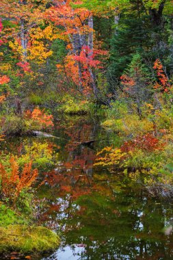 Küçük bir dere içinde Nova Scotia güzel sonbahar renklerinin yansıyan