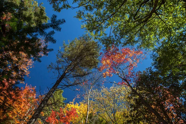 Cielo Azul Contra Hojas Coloridas Otoño Parque Canadá — Foto de Stock