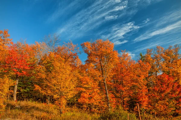 Ряды Золотисто Желтой Обочины Осенью Парке Альгонкин Онтарио Канада — стоковое фото