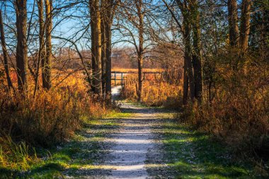Bir ışık kar toz içinde geç düşmek / erken kış bir gözlem için ormanda önde gelen bir yolda güverte