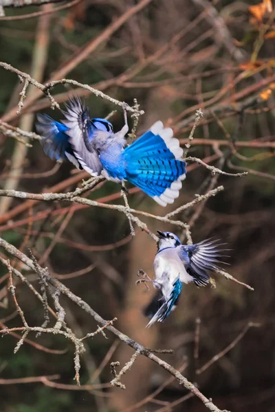 Two Blue Jays fighting over a peanut in the autumn season where food sources are more difficult to find than summer