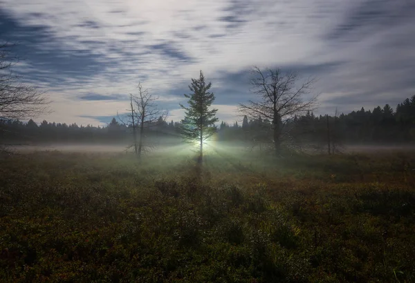 Des Rayons Lumineux Émanent Derrière Les Arbres Dans Une Prairie — Photo