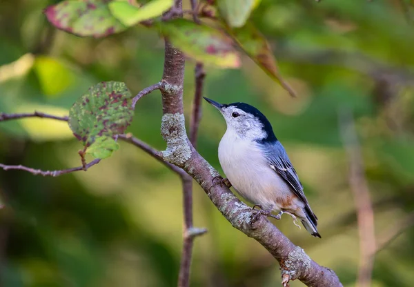 Friendly White Breasted Nuthatch Sits Branch Nearby Disregarding Human Presence — Stock Photo, Image