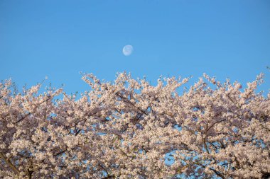 Gökyüzünde ay ile bahar kiraz çiçekleri