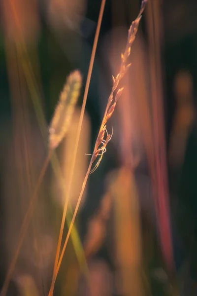 Spider Scampers Tall Blades Grass Backlit Setting Sun — Stock Photo, Image