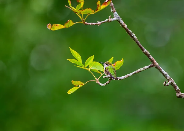 Colibri Gorge Rubis Repose Sur Une Branche Une Aire Conservation — Photo