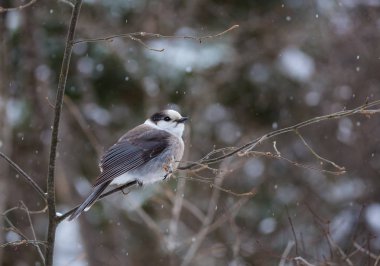 Hafif kar yağışı başlar gibi samimi bir gri jay Algonquin Provincial Park bir şube oturur