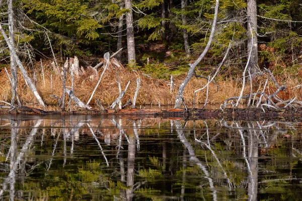 Reflexión Sobre Lago Helado Parque Nacional Acadia Maine — Foto de Stock