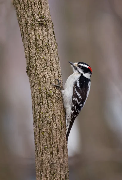 Manlig Duniga Hackspett Sitter Trädstam Toronto Park — Stockfoto