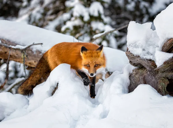 A beautiful Red Fox in the winter snow on a hunt coming towards the camera
