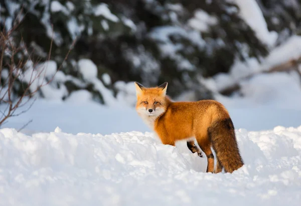 A beautiful Red Fox in the snow turns back to look straight at the camera before resuming its hunt