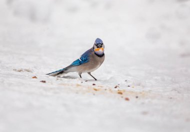 Mavi Jay kışın karda onun gaga daimi bir fıstık ile