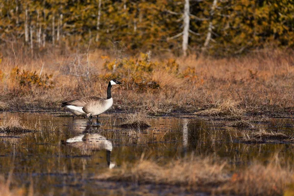 Ganso Canadá Pântano Ontário Canadá — Fotografia de Stock