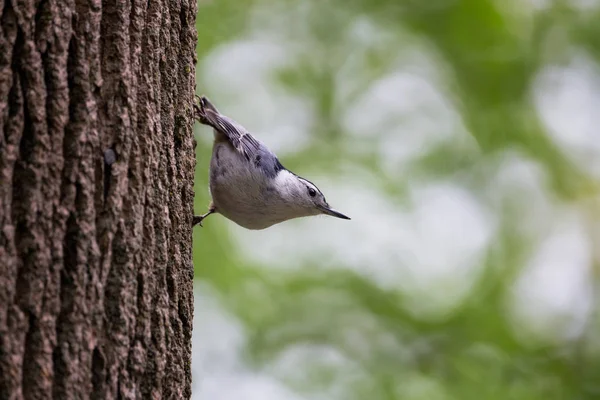 Vit Breasted Nötväcka Hängande Från Sidan Ett Träd Ontario Kanada — Stockfoto