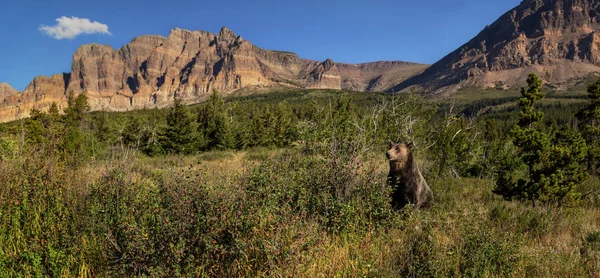 Ein Grizzlybär Weidet Gletschernationalpark Montana Gebüsch Nach Beeren — Stockfoto
