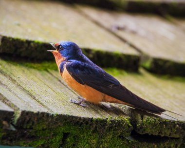 Bir bran kırlangıç sırasında yıllık geçiş noktası Pelee Milli Parkı, ahşap bir çatı üzerinde closeup