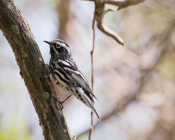 Svartvit Skogssångare Vilar Ett Träd Våren Migreringen Punkt Pelee National — Stockfoto