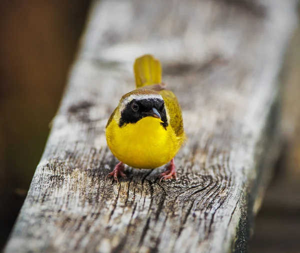 Gemensam Yellowthroat Våren Migreringen Trä Strandpromenaden Punkt Pelee National Park — Stockfoto