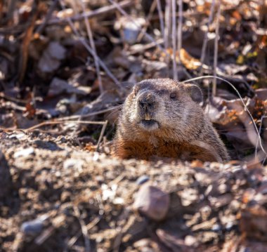 A groundhog emerges from its hole in the ground in spring in Toronto clipart