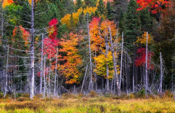 Couleurs Automnales Dans Une Zone Brûlée Par Feu Maîtrisé Quelques — Photo