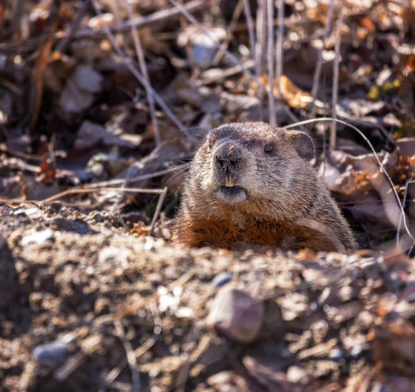 多伦多春季 一只土拨鼠从地上的洞里冒出来 — 图库照片