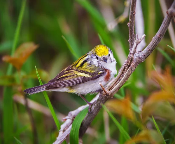 Kastanj Dubbelhäftande Skogssångare Flyttfågel Uppflugna Gren Punkt Pelee Nationalpark Våren — Stockfoto