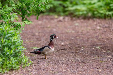 Güzel bir erkek ahşap ördek bir yolu bir Ontario koruma alanında yaz aylarında geçiş