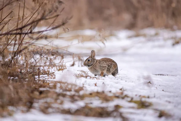 Lapin Coton Est Sur Sentier Enneigé Lors Une Soirée Hiver — Photo