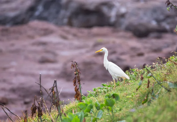 Une Aigrette Des Bovins Chasse Sur Une Pente Herbeuse Près — Photo