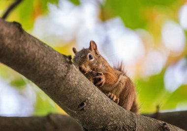 Sevimli küçük sincap bir dalda yeme yakın çekim